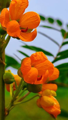 TREECARE kanakambaram-firecracker-crossandra Seed(37 per packet)