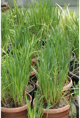 Aywal Lemon Grass/Lemongrass Seed(30 per packet)
