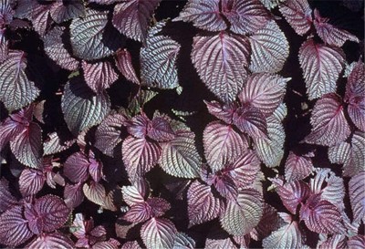CYBEXIS VVI-55 - Red Shiso (Perilla frutescens) - (750 Seeds) Seed(750 per packet)