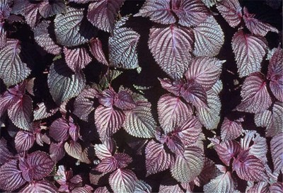 CYBEXIS KGF -88 - Red Shiso (Perilla frutescens) - (2250 Seeds) Seed(2250 per packet)