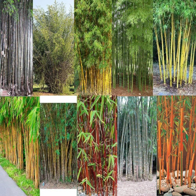 BDSresolve Clumping bamboo seeds for fencing PACK OF 129 Seed(129 per packet)