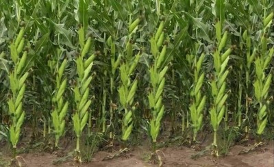 HYBRID 1kg, Hybrid maize makka corn seeds highest yield Verity Seed(1 kg)