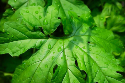 XOLDAA BITTER GOURD Seed(33 per packet)