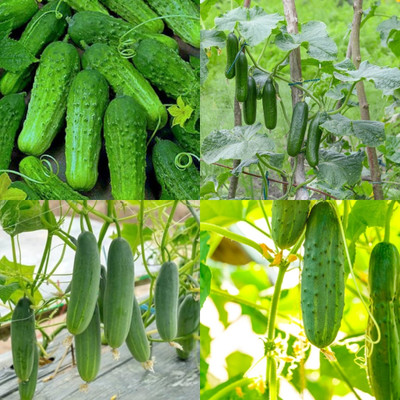ibains Cucumber seeds f1 hybrid snow white Kakari sosa seeds bij 20 Seed(20 per packet)