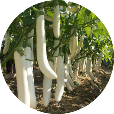 ALPINE HYBRIDE SEEDS White Brinjal (Long) Seed(50 per packet)