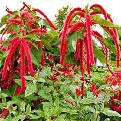 Epazo Amaranthus Flower Seed(10 per packet)