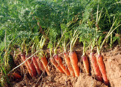 SeedHaven Fresh Carrot Vegetable Hybrid Variety Seed(100 per packet)