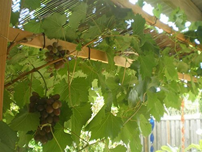 Aywal Black Grapes or Angoor Fruit Seed(5 per packet)