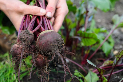 LPR CHUKANDAR,,BEETROOT Seed(200 per packet)