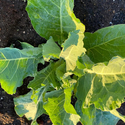WILLVINE SYN -X Carolina Yellow Cabbage Collard Seed [25g] Seed(7500 per packet)