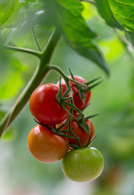 Fabkart tomato Seed(60 per packet)