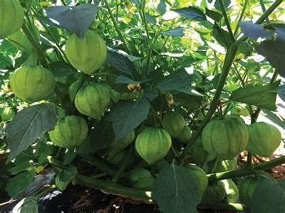 Biosnyg High Germination Verde Tomatillo Summer Vegetable Seeds - (4000 Seeds) Seed(4000 per packet)