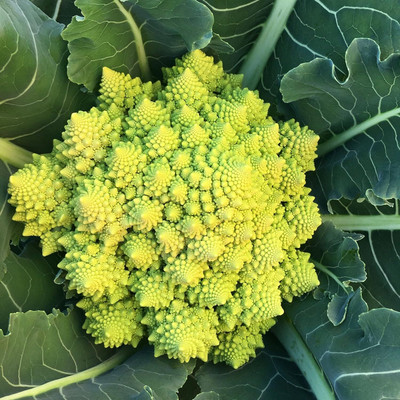 WILLVINE MEH -VII Romanesco Broccoli - Brassica oleracea botrytis [2.5g] Seed(750 per packet)
