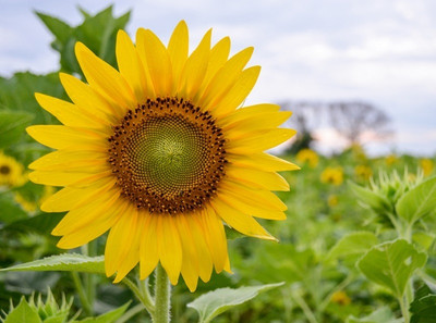 SBGARDEN sunflower seeds Seed(16 per packet)