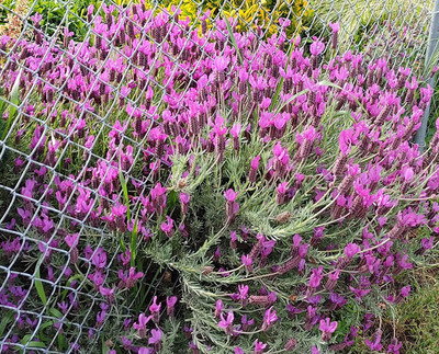 CYBEXIS TLX-92 - Lavender (OttoQuast - (750 Seeds) Seed(750 per packet)