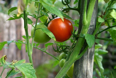 VRAKSHA देसी टमाटर Tomato Seed(1500 per packet)
