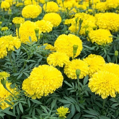 jkfarm Marigold Flower, Genda Phool Seed(31 per packet)