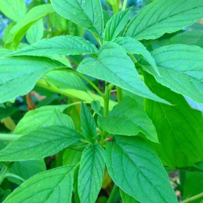 WILLVINE GBPUT-635 Amaranth Chaulai Saag Seeds Seed(500 per packet)