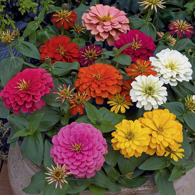 CYBEXIS XLR-74 - Zinnia Flower Garden - Mix - (270 Seeds) Seed(270 per packet)