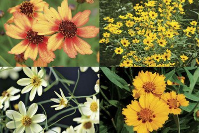Mozette Exotic coreopsis Seed(34 per packet)