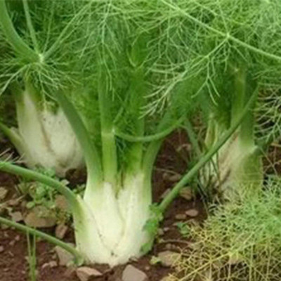 CYBEXIS Seeds for Four Seasons Bulb Fennel Seeds 2800 Seeds Seed(2800 per packet)