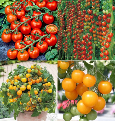 ibains Tamatar seeds bij 80 Seed(80 per packet)
