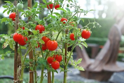 ibains Tomato seeds packet Seed(300 per packet)