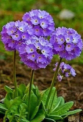 BDSresolve violet alyssum flower seeds/alyssum seed 13 Seed(13 per packet)