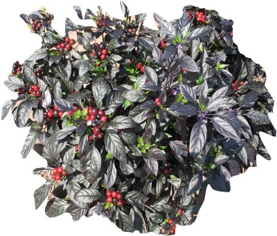 ActrovaX Hybrid Mini Black Pearl Pepper Chilli [8000 Seeds] Seed(8000 per packet)