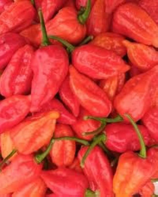 ibains Kashmiri red chilli seeds Seed(290 per packet)