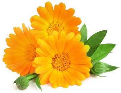 CYBEXIS Wildflower-50 Seeds Seed(50 per packet)