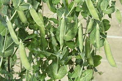 VibeX ® XLR-269 Garden Pea Seeds 'Wando' Seed(50 per packet)