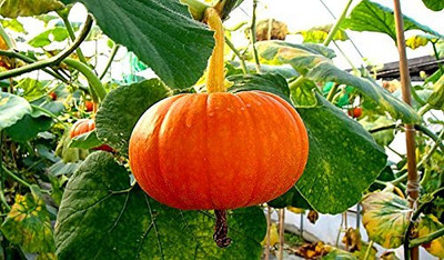 LIFELEX Hybrid Badya Pumkin Seeds For Garden / Orange Pumpkin Seed(33 per packet)