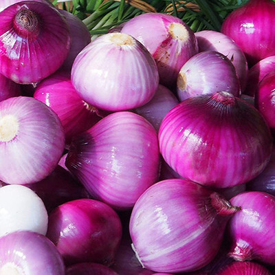 CYBEXIS Heirloom Hybrid Large Red Onion Seeds2000 Seeds Seed(2000 per packet)