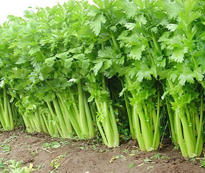 CYBEXIS GBPUT-61 - Giant Tendercrisp Celery - (750 Seeds) Seed(750 per packet)