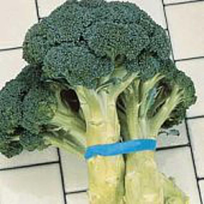 WILLVINE SCI -IV Green Goliath Broccoli Seeds [10g] Seed(3000 per packet)