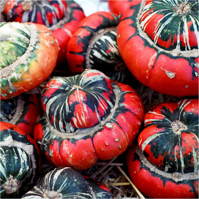 WILLVINE F1 Hybrid Turks Turban Winter Squash (Cucurbita Maxima)-625 Seeds Seed(625 per packet)