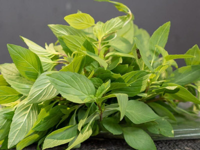 Qualtivate GUA-67 Capricata Thai Basil Seeds Seed(1000 per packet)