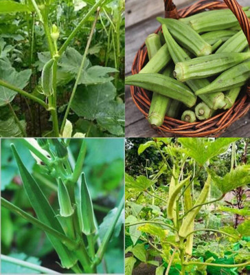 ibains Red okra seeds beez 22 Seed(22 per packet)