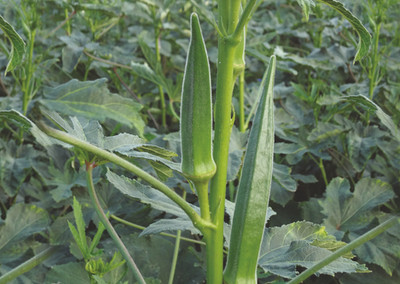 Seedsqlty okra seeds hybrid f1 Seed(20 per packet)