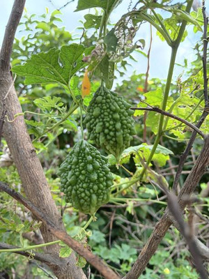 AFARTIOBINA 19 PCS BITTER GOURD SEEDS-A0 Seed(19 per packet)
