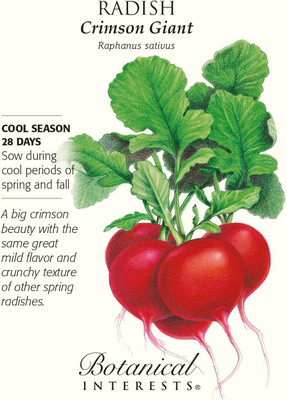 Qualtivate PUA-7A Crimson Giant Radish Seeds Seed(300 per packet)