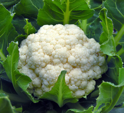 TIMOSHA white cauliflower,gobhee seeds Seed(13 per packet)