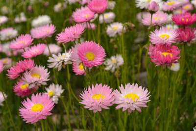 LIVOX HELICHRYSUM MIXED FLOWER Seed(20 per packet)
