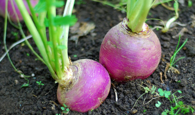 Quentova White Purple Top Turnip/Shalgam-NST-8D Seed(250 per packet)