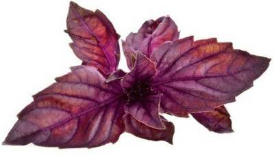 WILLVINE NDIR-65 Red Rubin Basil Seeds Seed(1000 per packet)