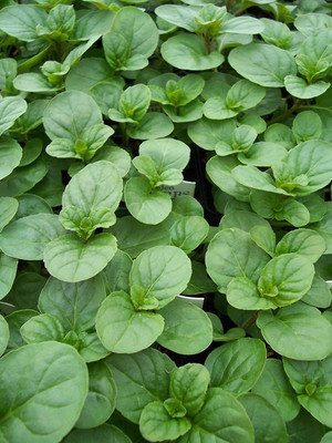 CYBEXIS PAU-62 - CHOCOLATE MINT - HERB - (1350 Seeds) Seed(1350 per packet)