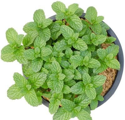 LPR PUDINA,MINT Seed(100 per packet)
