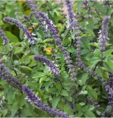 VibeX TLX-24 - African Blue Basil - (4500 Seeds) Seed(4500 per packet)