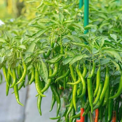 ibains Green chilli seeds Seed(50 per packet)